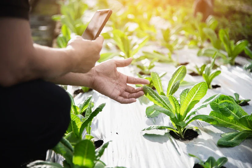 farm-man-working-his-organic-lettuce-garden_1150-17433